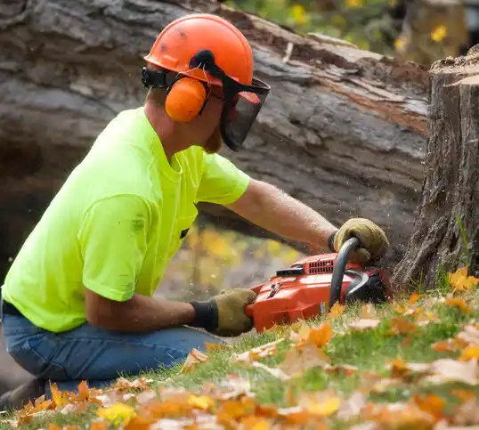 tree services Duluth